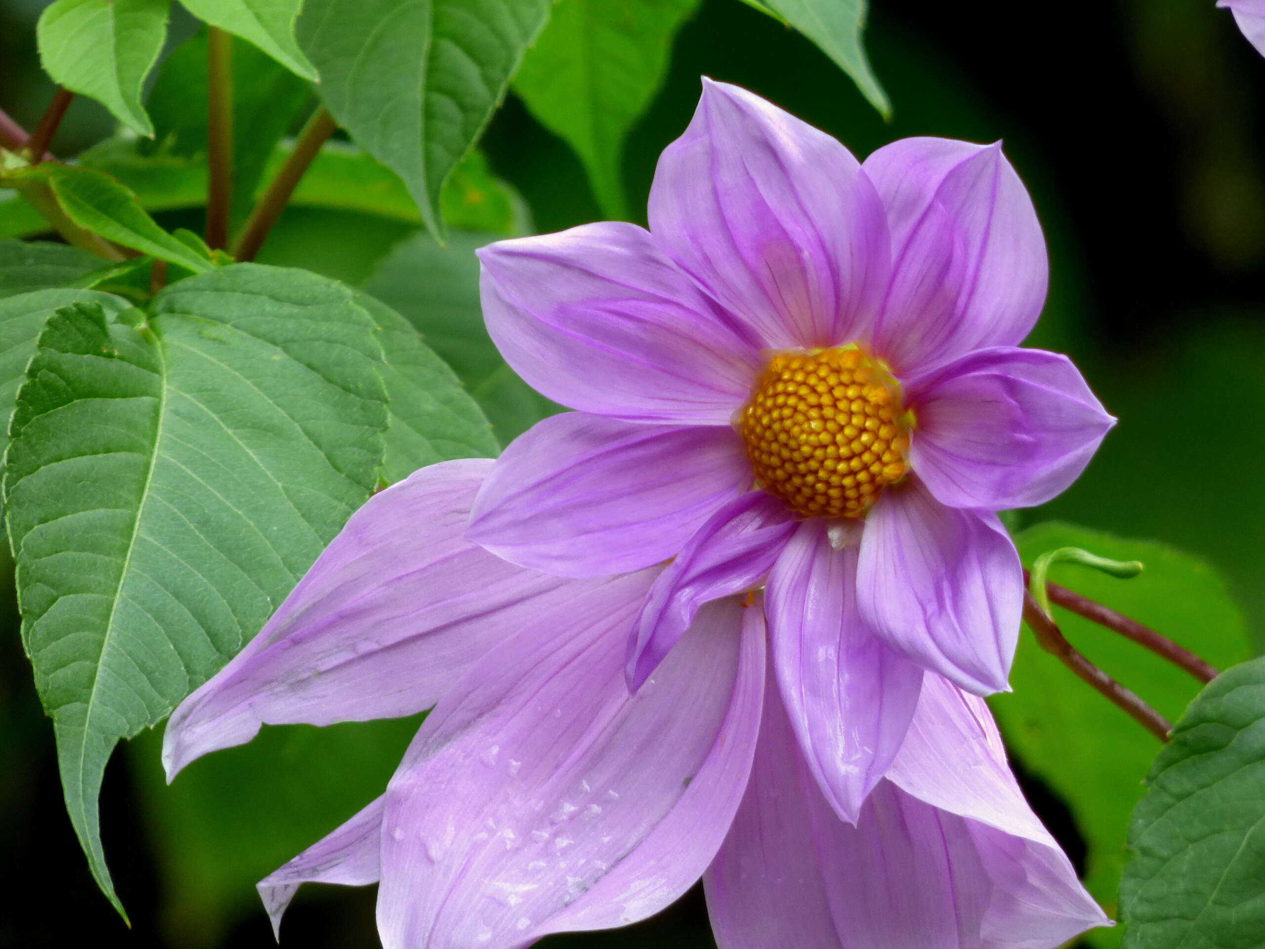 Image of Tree dahlia