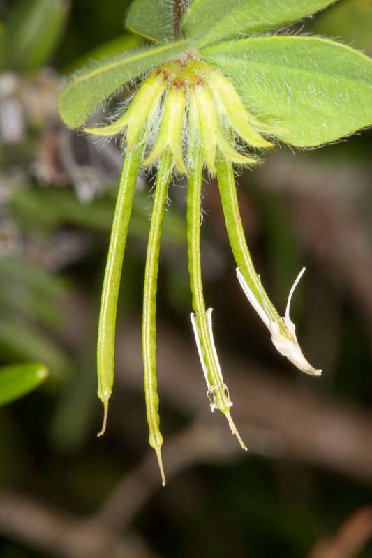 Слика од Lotus ornithopodioides L.