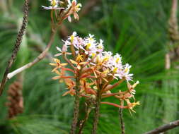 Plancia ëd Epidendrum radicans Pav. ex Lindl.