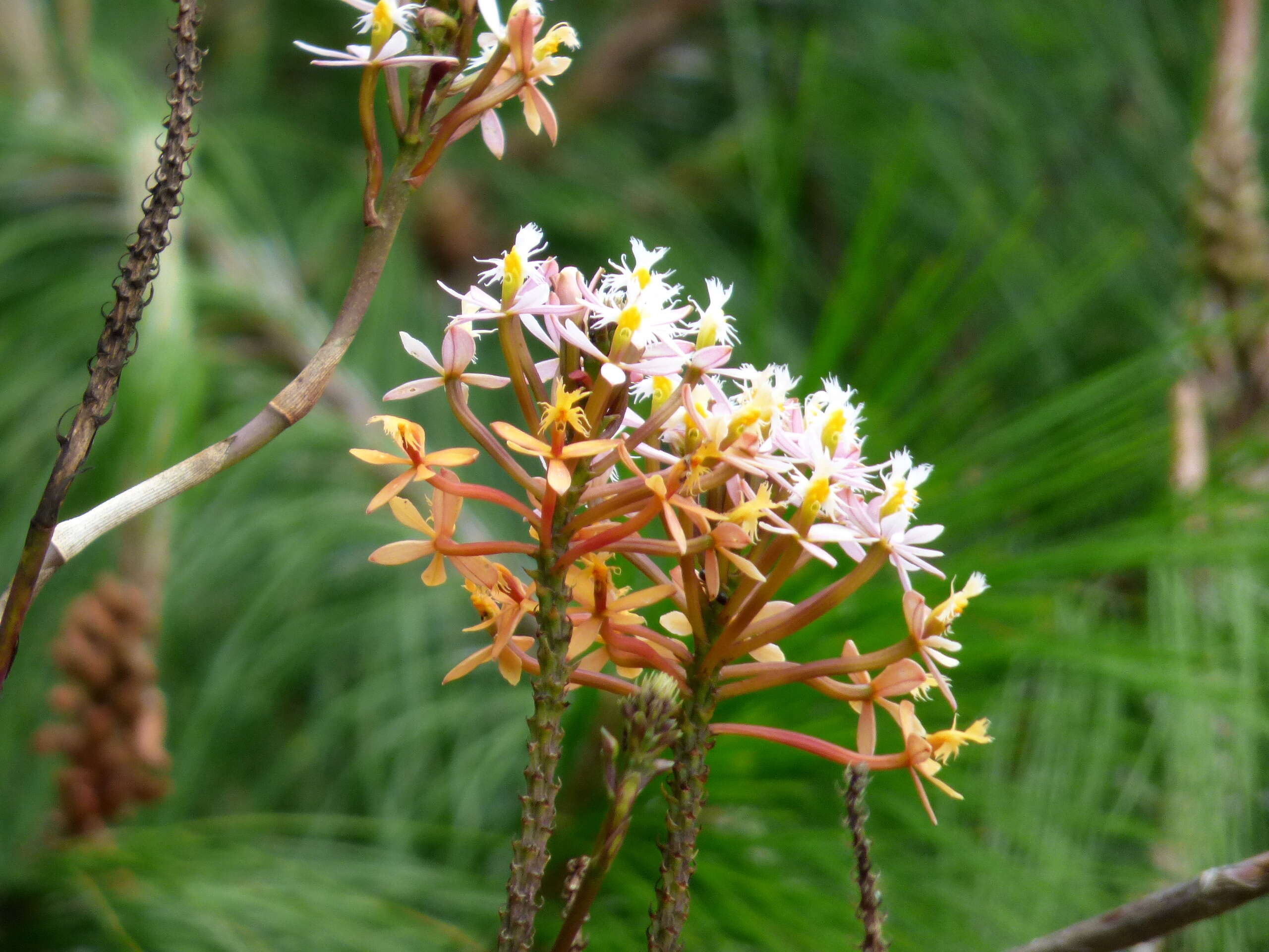 Plancia ëd Epidendrum radicans Pav. ex Lindl.