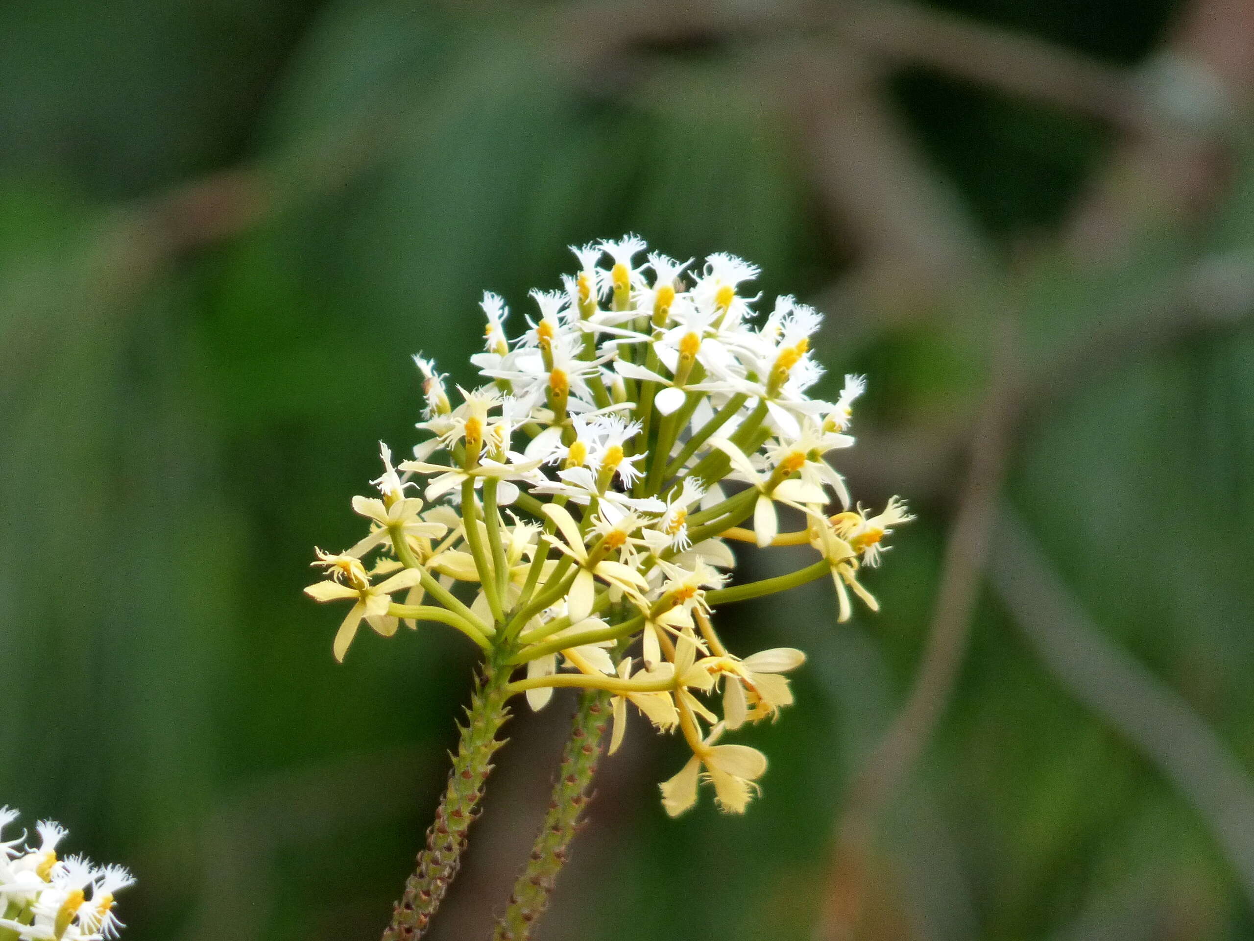 Plancia ëd Epidendrum radicans Pav. ex Lindl.