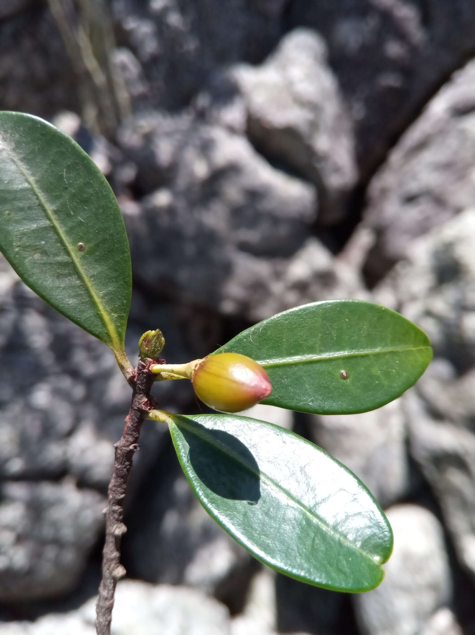 Image of Erythroxylum ferrugineum Cav.