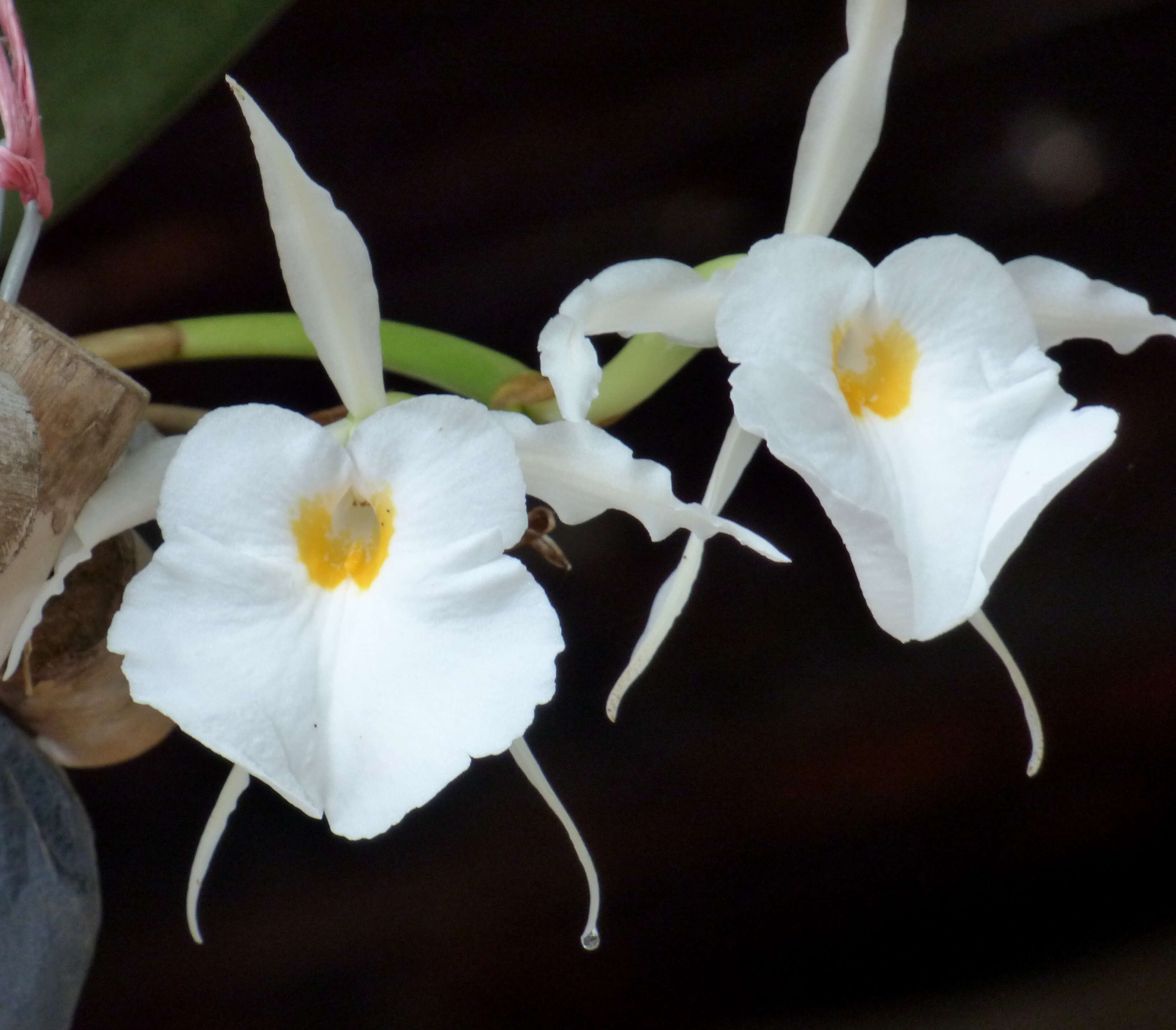 Image of Trichopilia fragrans (Lindl.) Rchb. fil.
