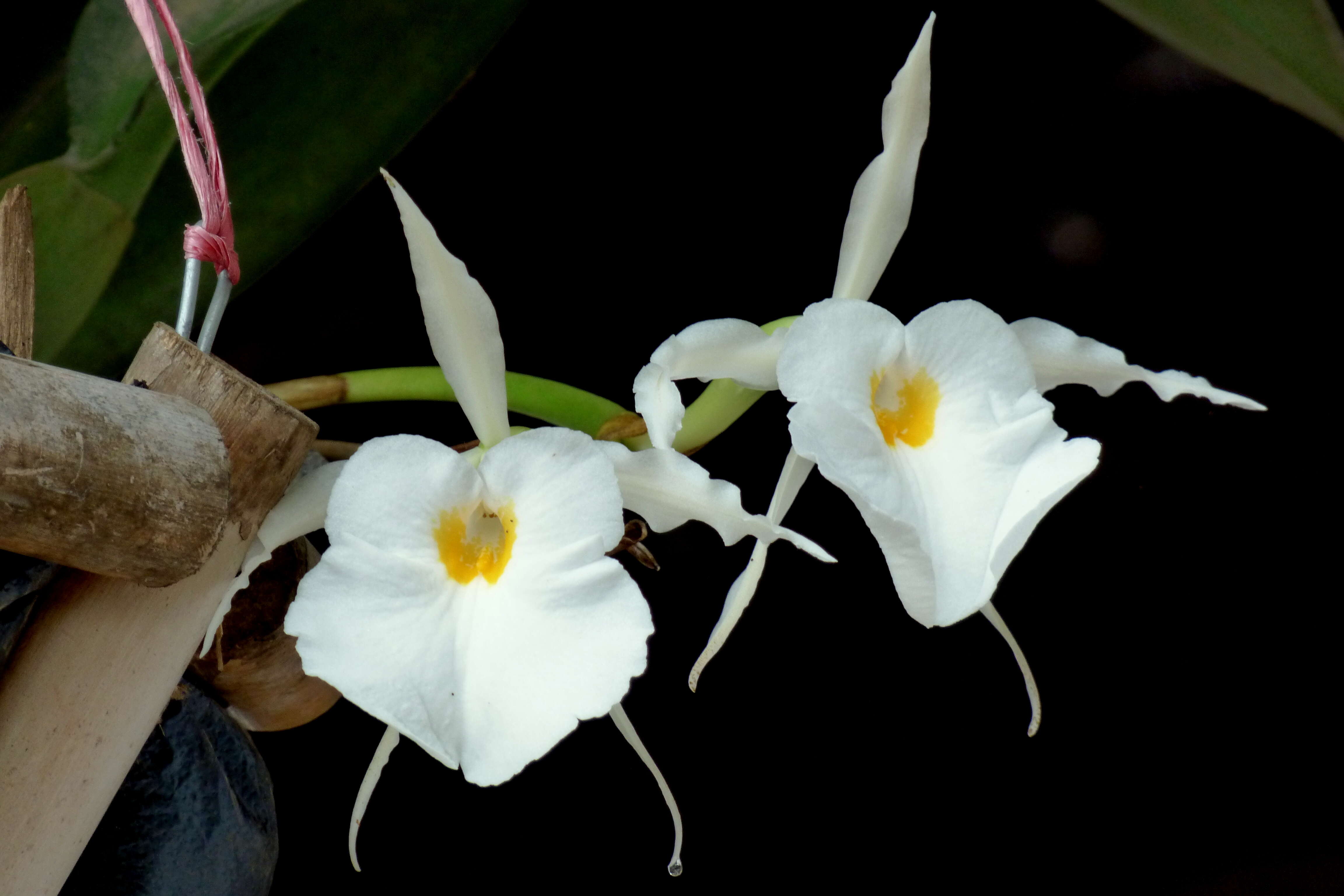 Trichopilia fragrans (Lindl.) Rchb. fil.的圖片