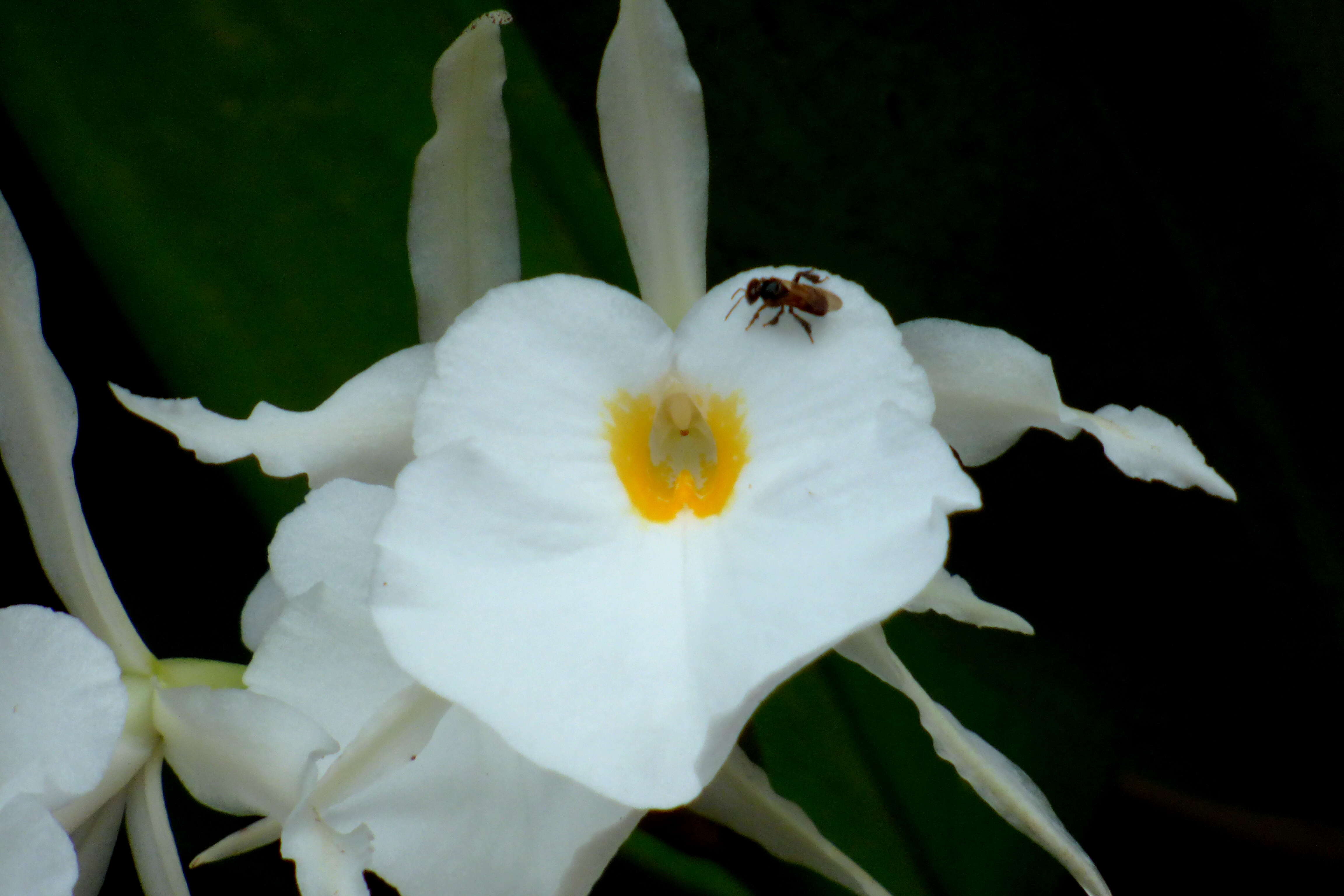 Image of Trichopilia fragrans (Lindl.) Rchb. fil.