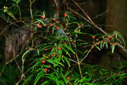 Image of Damnacanthus angustifolius Hayata