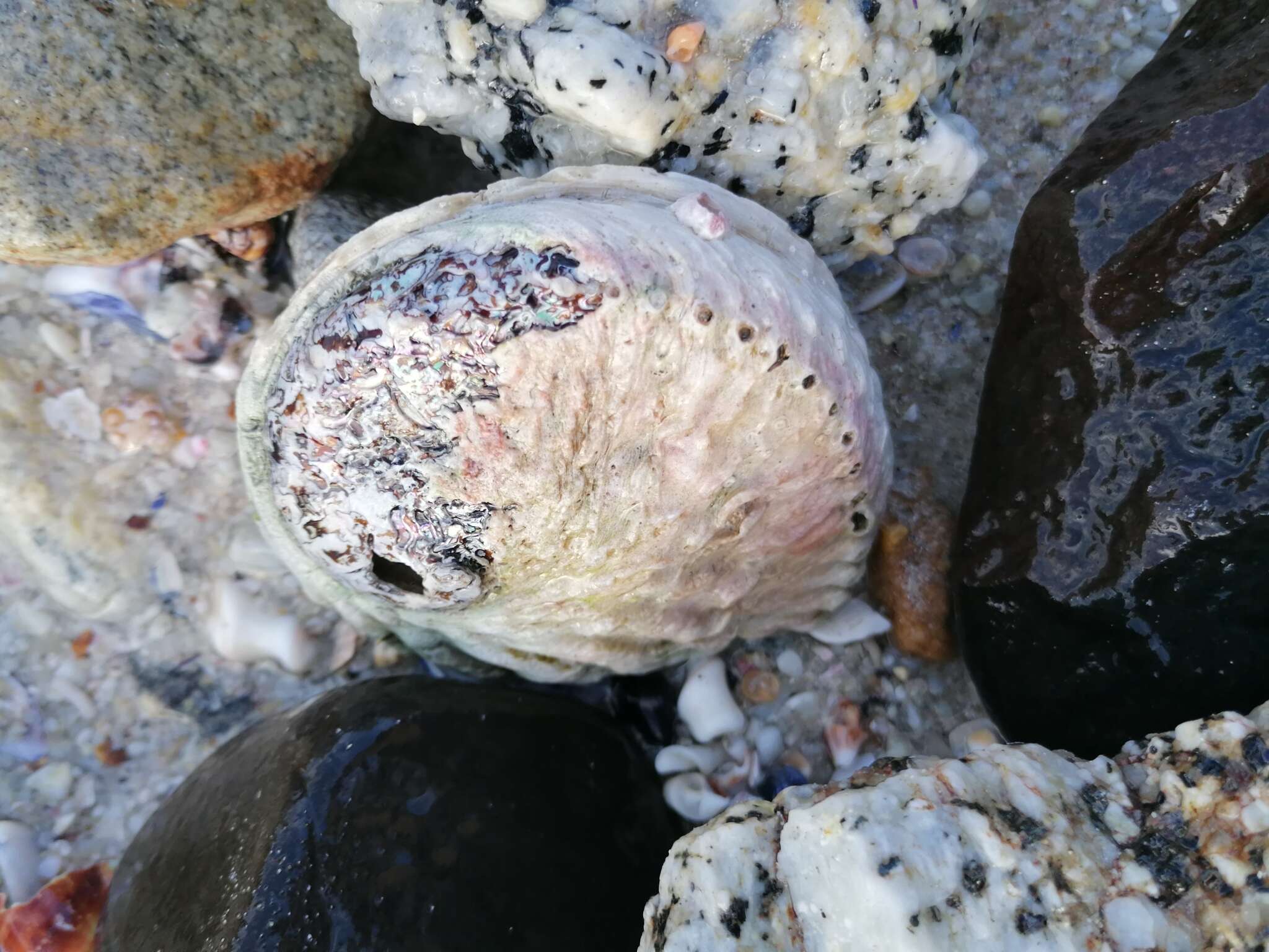 Image of Midas Ear Abalone