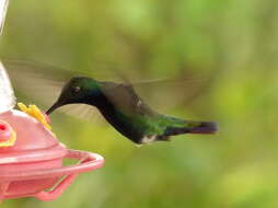 Image of Black-throated Mango