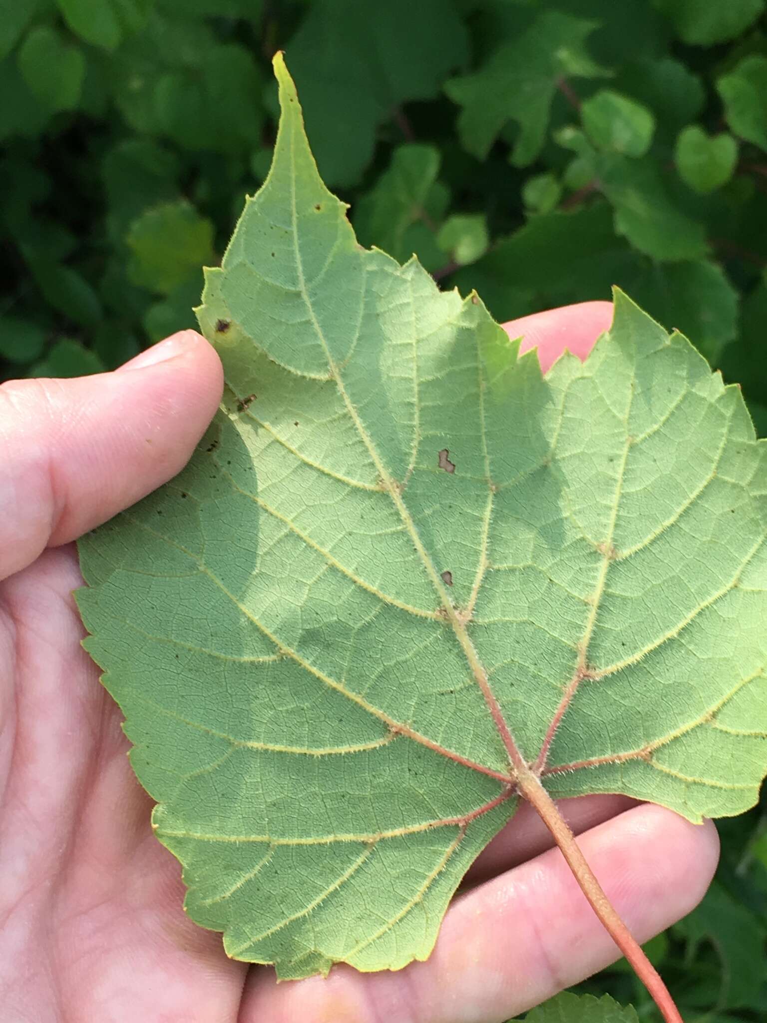 Image of graybark grape