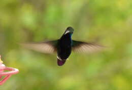 Image of Black-throated Mango