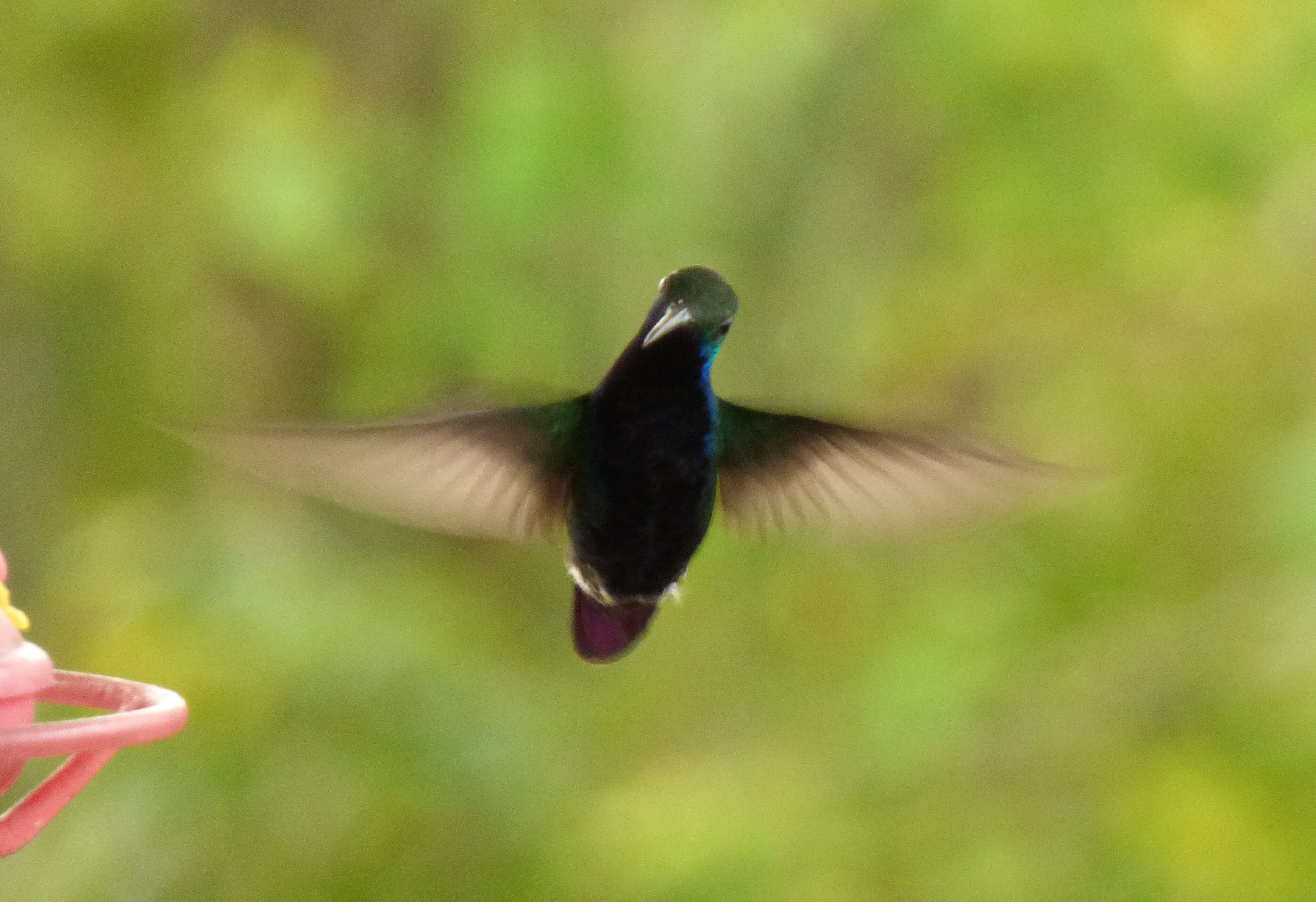 Image of Black-throated Mango