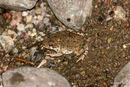 Image of Colorado River Toad Sonoran Desert Toad