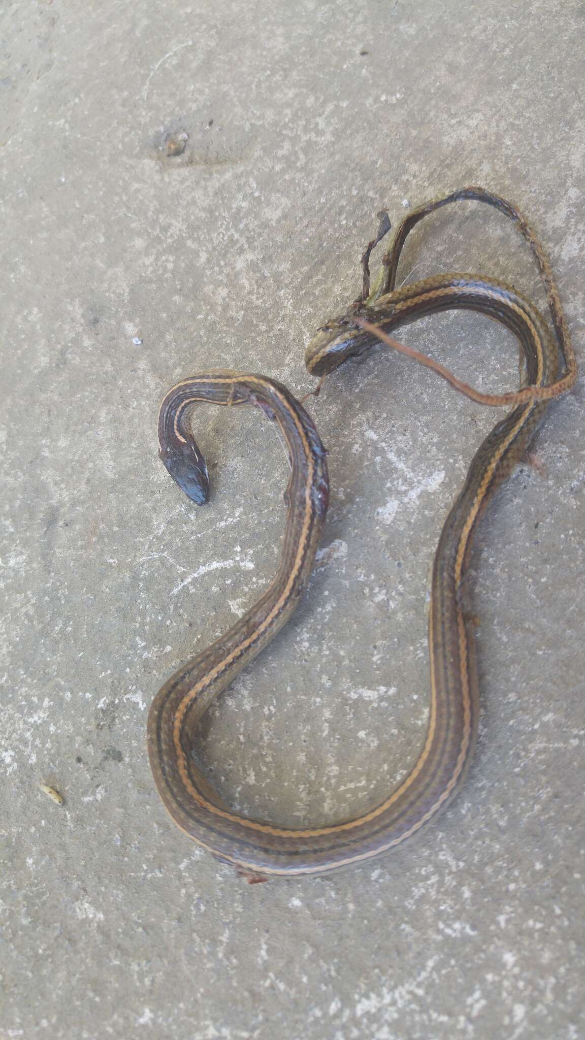 Image of Nuevo Leon Graceful Brown Snake