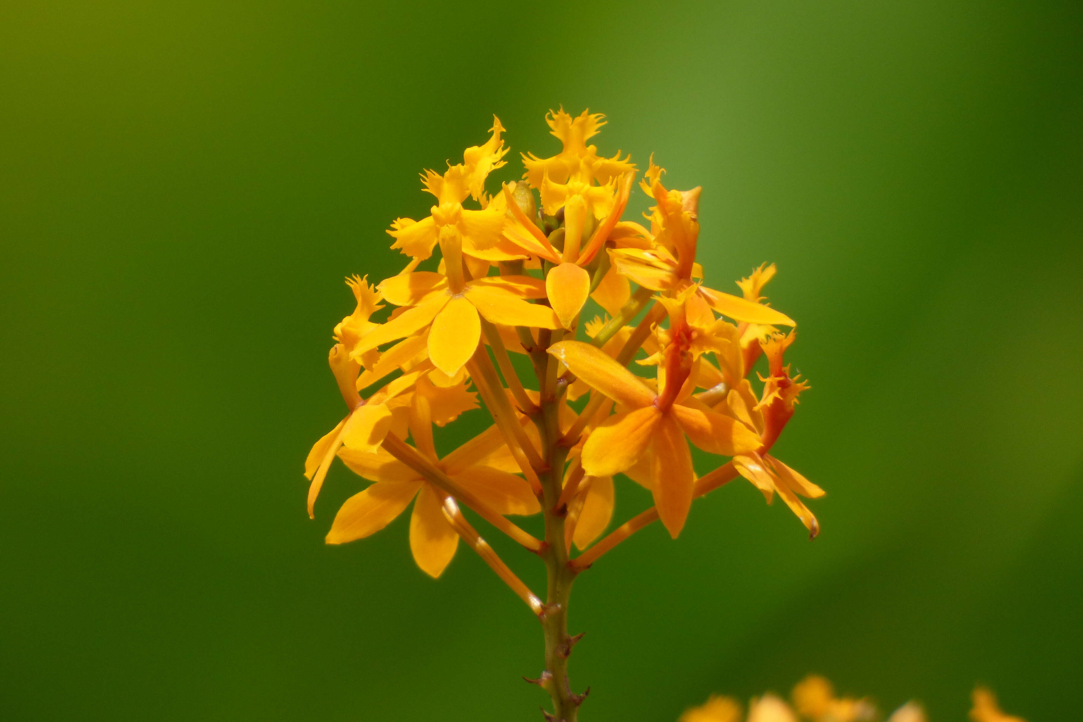 Sivun Epidendrum ibaguense Kunth kuva