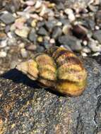 Image of Common whelk