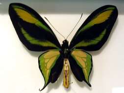 Слика од Ornithoptera paradisea Staudinger 1893