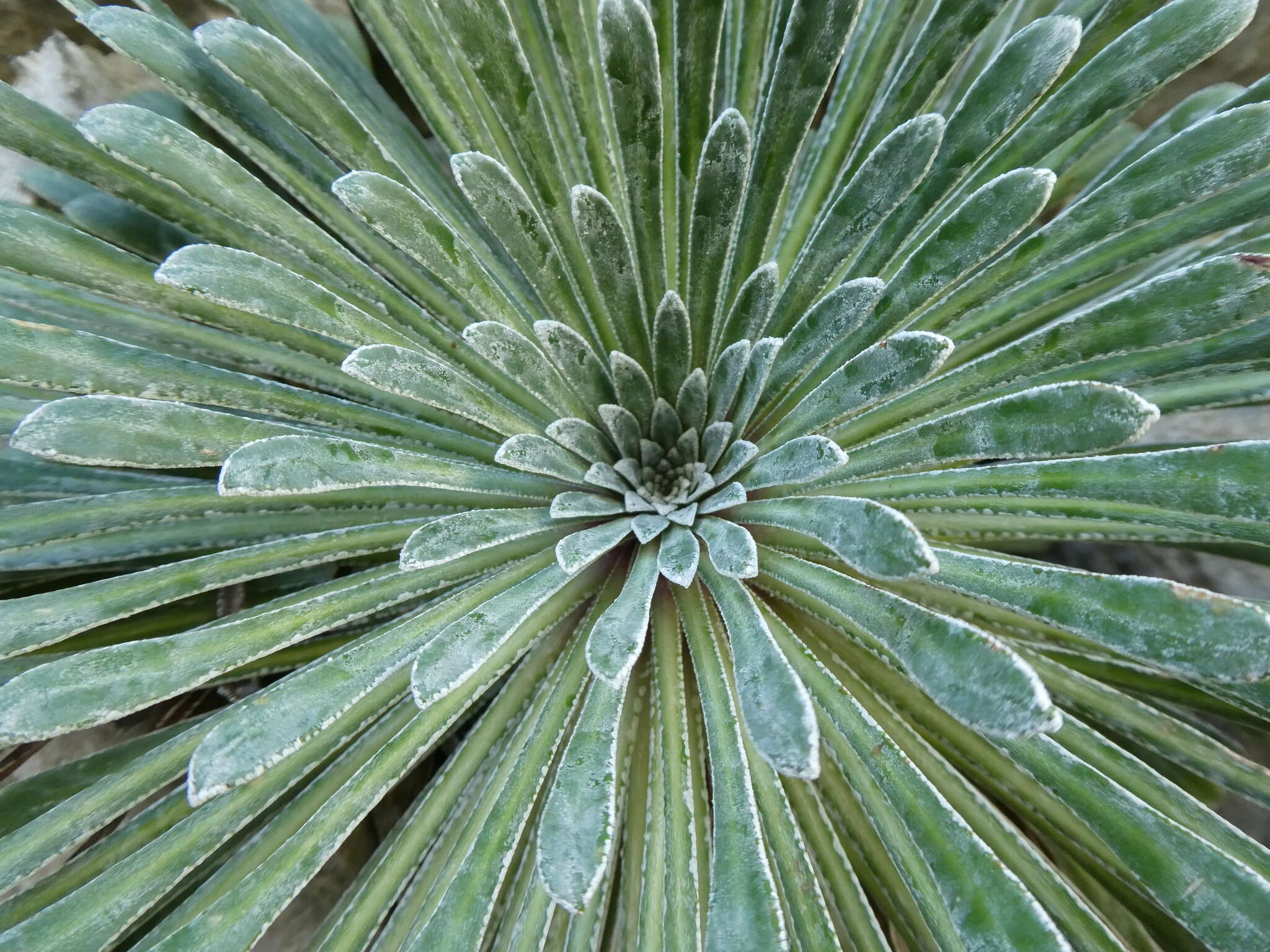 Imagem de Saxifraga longifolia Lapeyr.