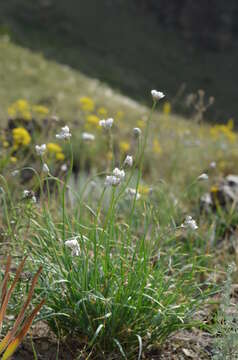 Image of Allium oreoprasum Schrenk