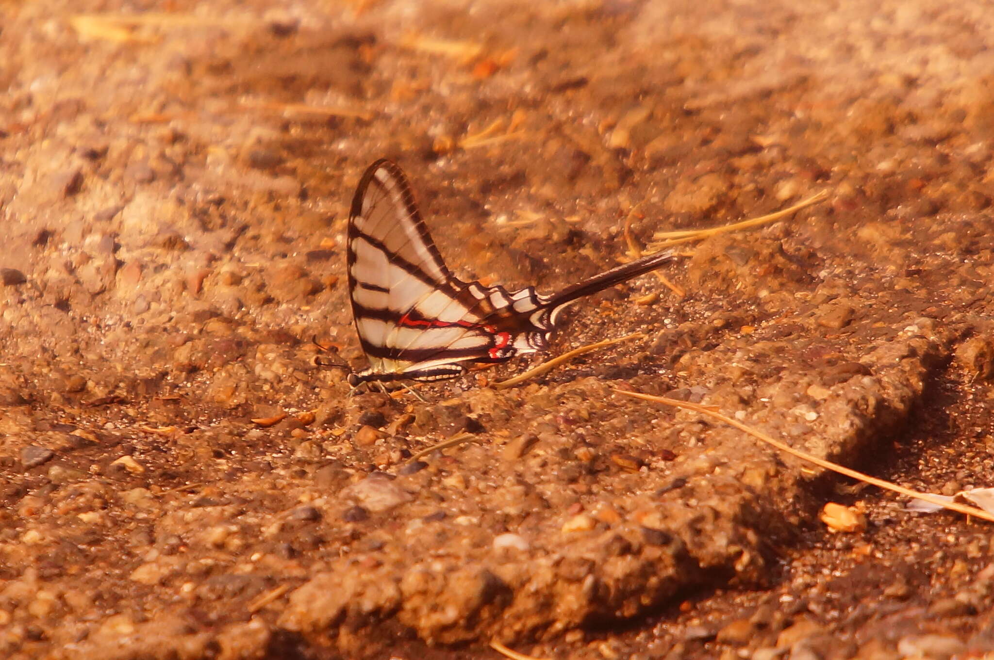 Image of Protographium epidaus (Doubleday 1846)