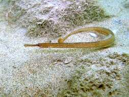 Image of Darkflank Pipefish