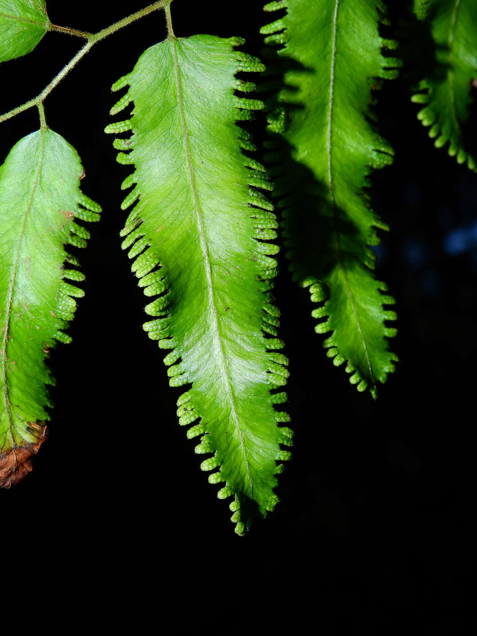 Image of Lygodium volubile Sw.