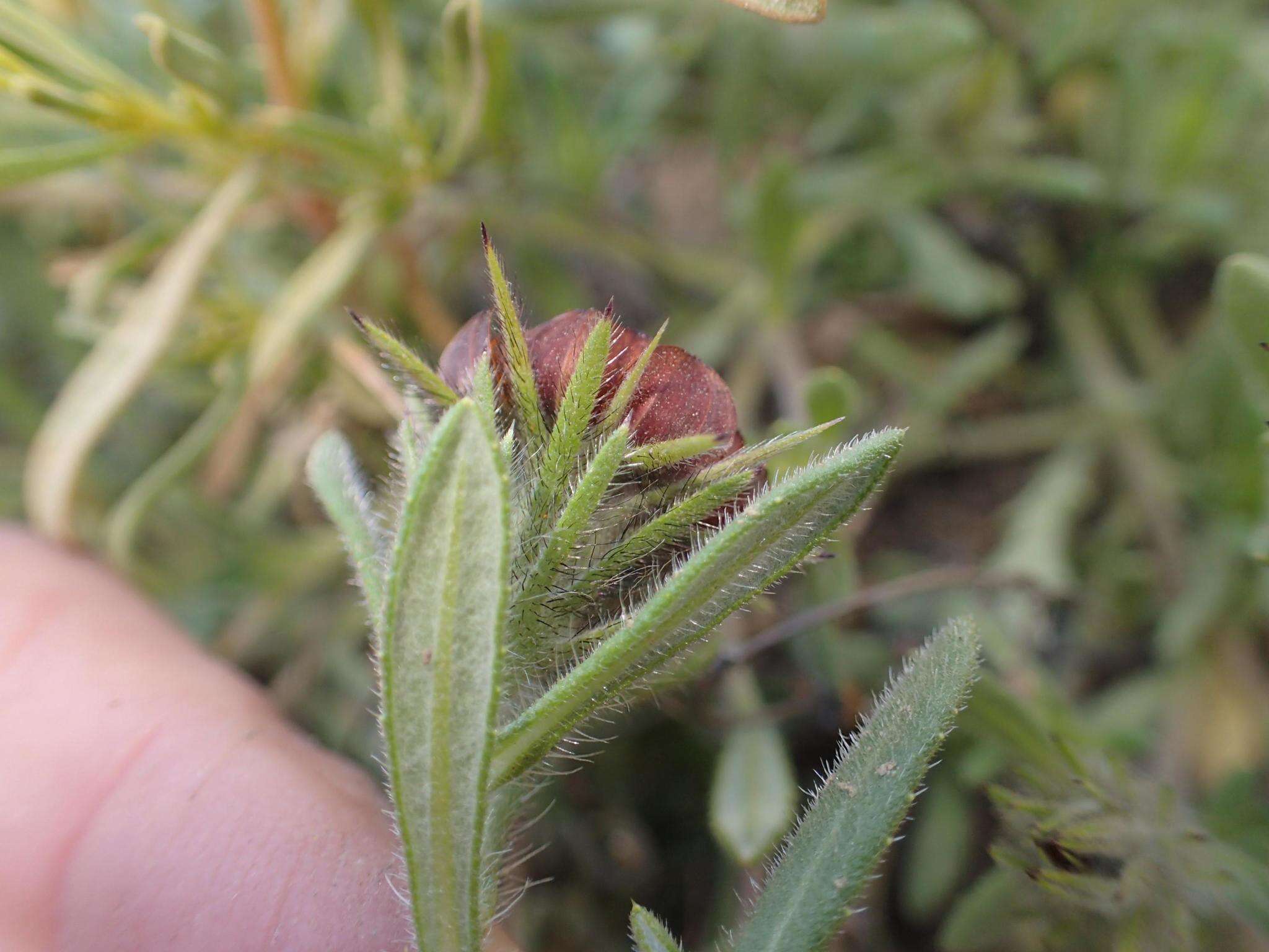 Image of Gorteria diffusa subsp. calendulacea (DC.) Roessler