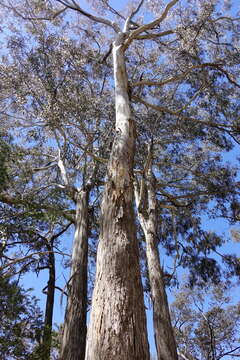 Image of Eucalyptus bosistoana F. Müll.