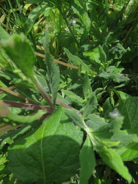 Image of Calceolaria integrifolia Murr.