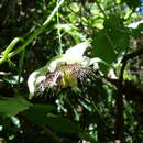 Image of Passiflora pendens J. M. Mac Dougal