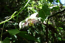 Passiflora pendens J. M. Mac Dougal的圖片