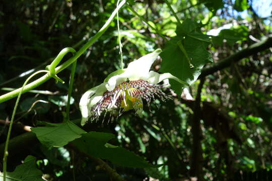 Image de Passiflora pendens J. M. Mac Dougal