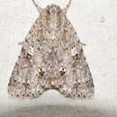 Image of Acronicta albistigma Hampson 1909