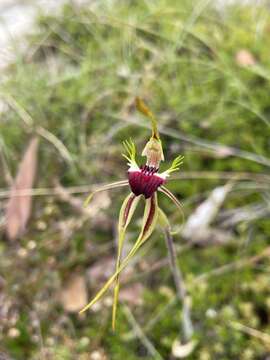 Image of Green comb spider orchid