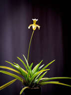 Image de Paphiopedilum gratrixianum Rolfe