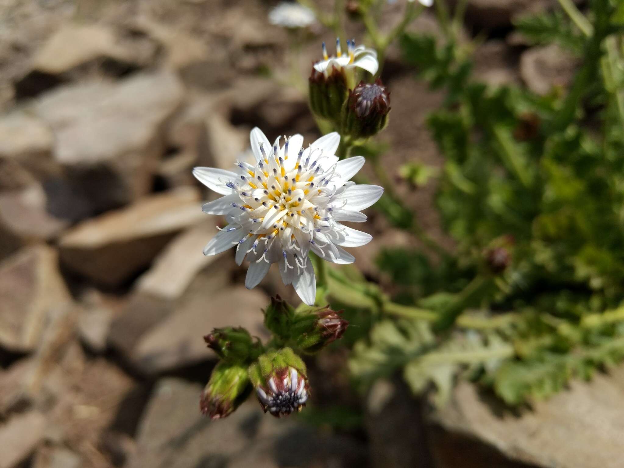 Image de Leucheria runcinata Gill. & D. Don