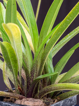 Image of Gratix's Paphiopedilum