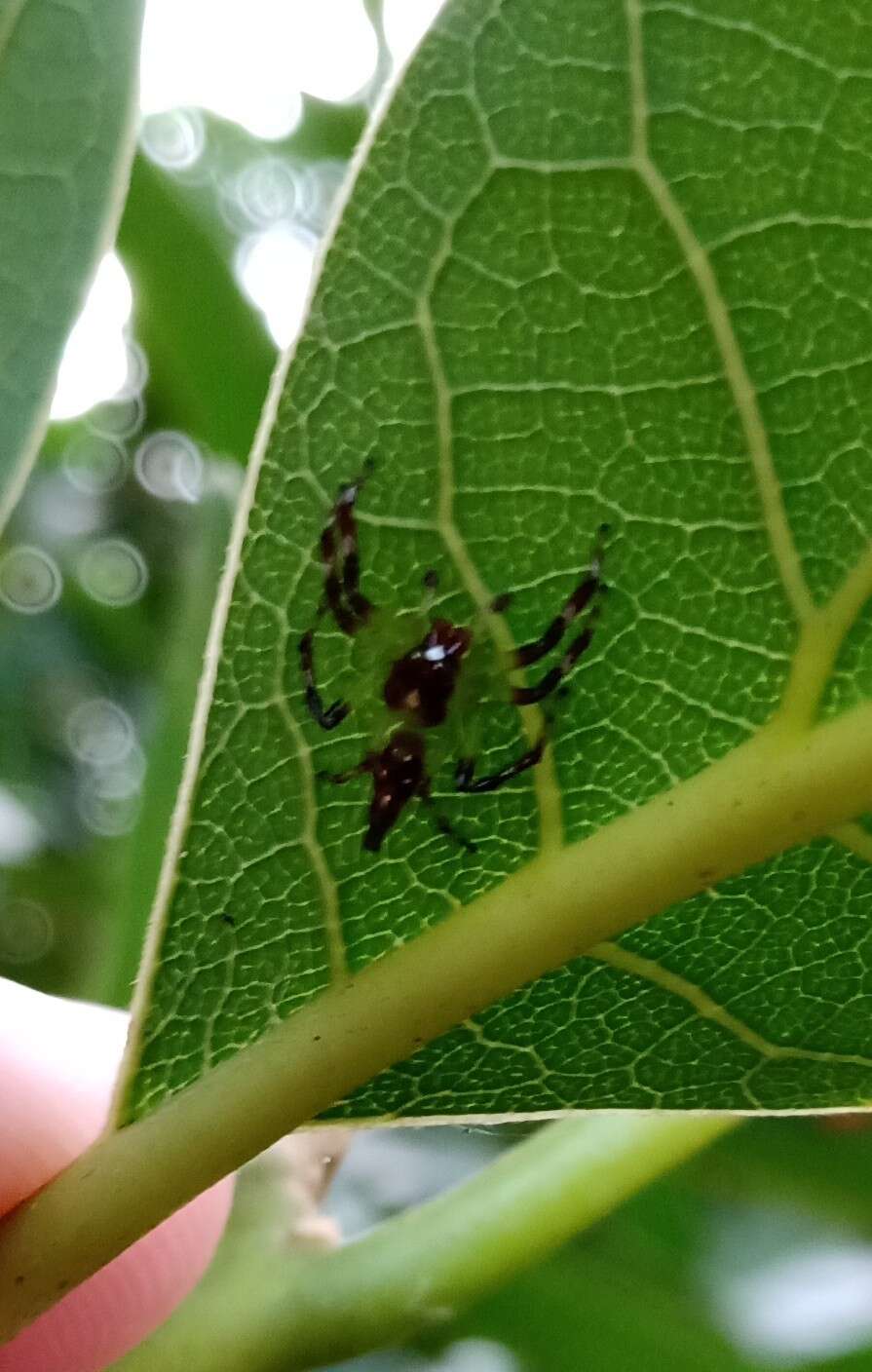 Image of Acragas trimaculatus Mello-Leitão 1917