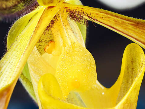 Image of Gratix's Paphiopedilum