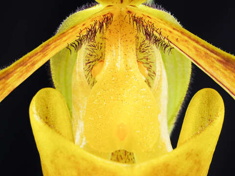 Image of Gratix's Paphiopedilum