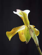 Слика од Paphiopedilum gratrixianum Rolfe