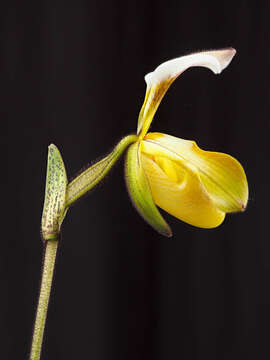 Image de Paphiopedilum gratrixianum Rolfe