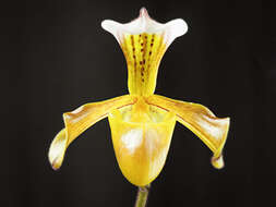 Слика од Paphiopedilum gratrixianum Rolfe