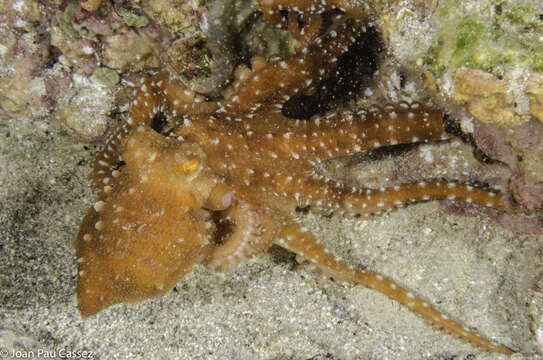 Image of Whitespot octopus