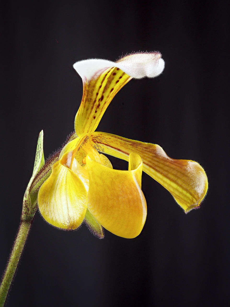 Слика од Paphiopedilum gratrixianum Rolfe