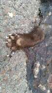 Image of Beech Marten