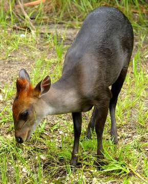 Image of Black Duiker