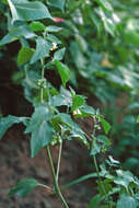 Image of hoe nightshade