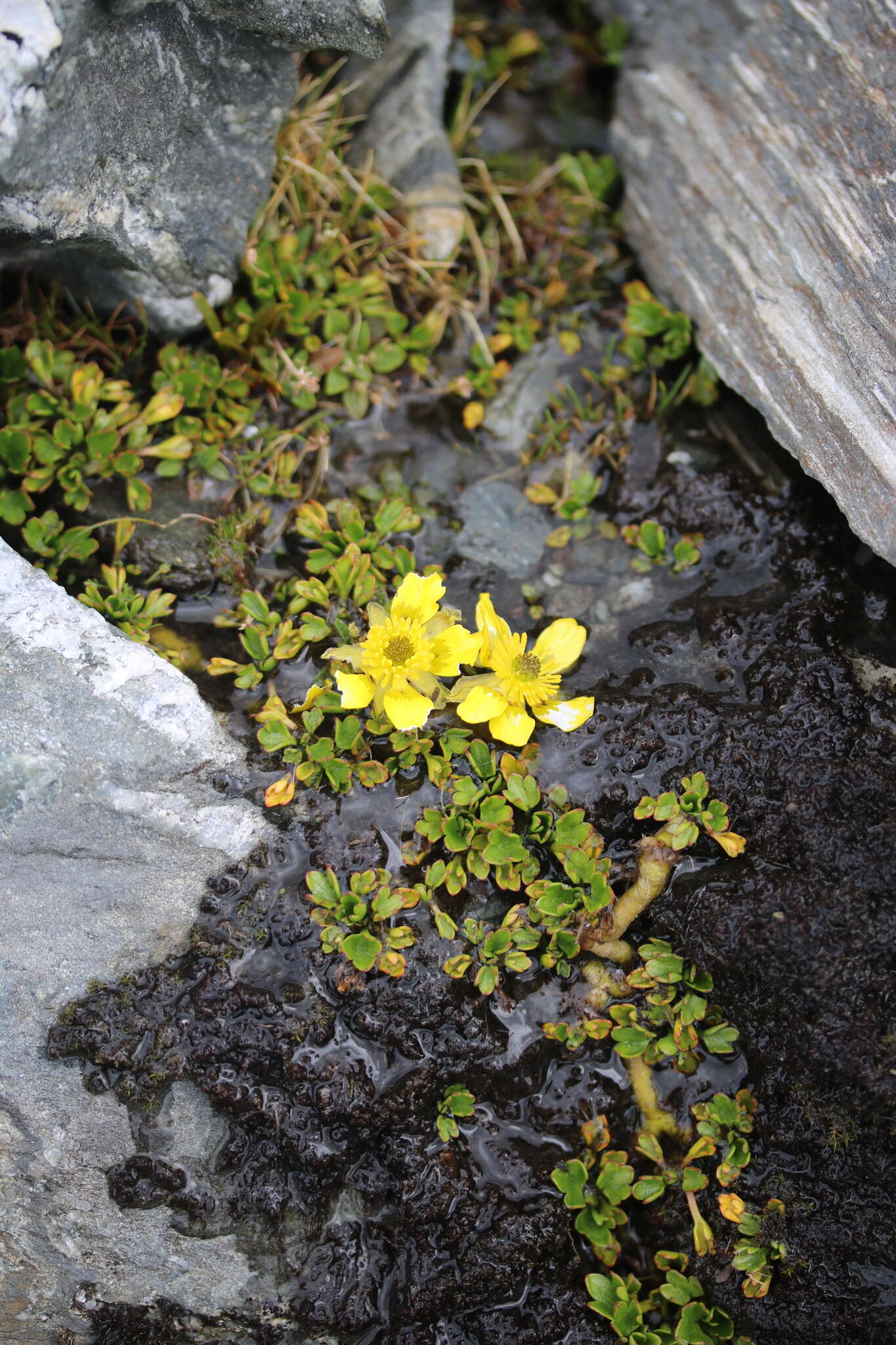 Image of Ranunculus pachyrrhizus Hook. fil.