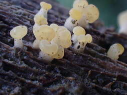 Image de Calocera pallidospathulata D. A. Reid 1974