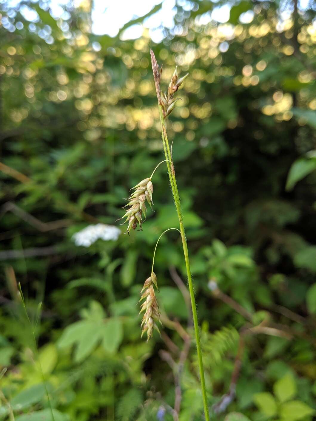 Image of chestnut sedge